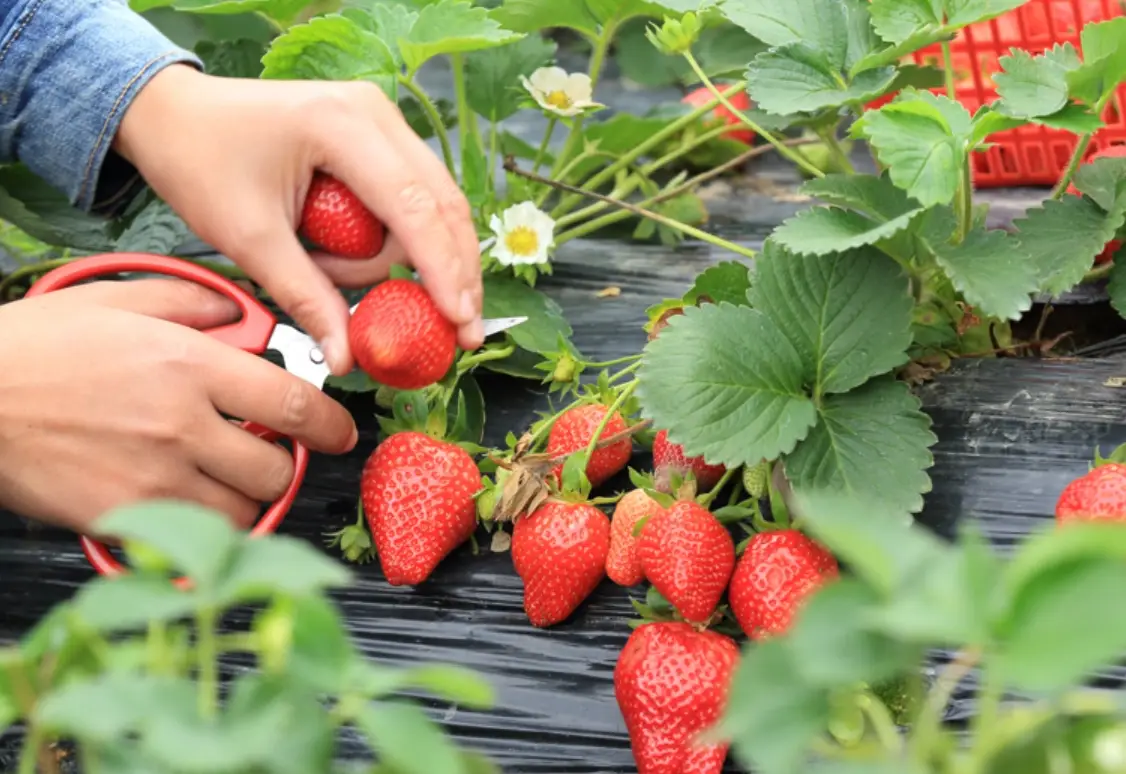 竹林草莓園全攻略：地址、門票、採草莓技巧與隱藏玩法