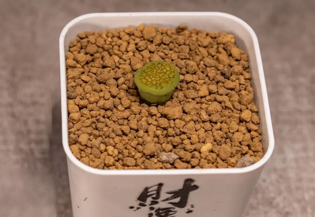 赤玉土使用前處理