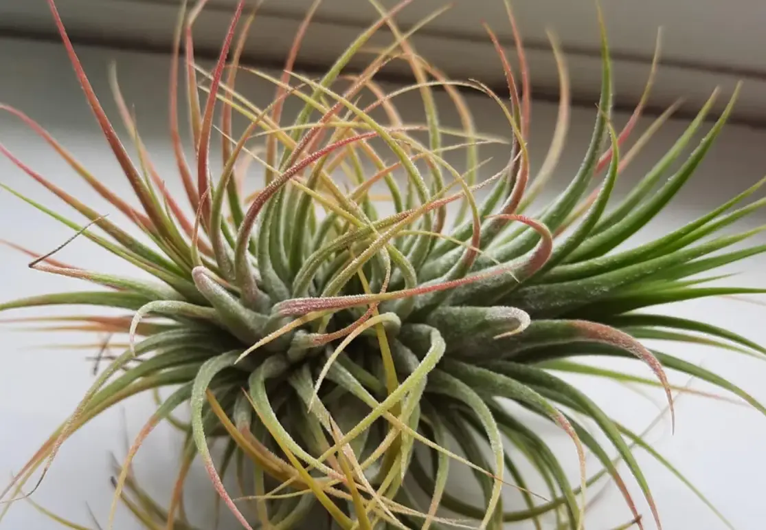 空氣草紅變綠全解析：原因、养护技巧與顏色控制秘訣