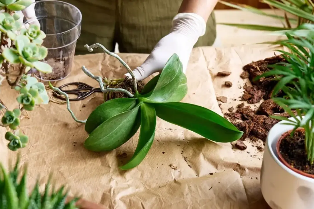 蘭花 栽培 介質