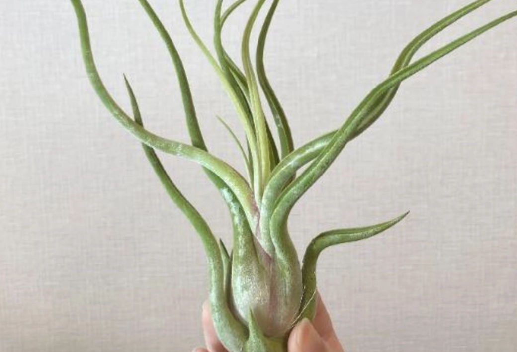 空氣草購買 空氣草購買