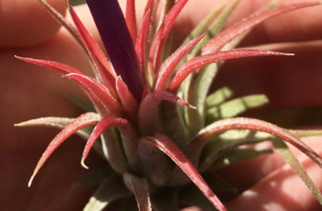 空氣草养护 空氣草养护