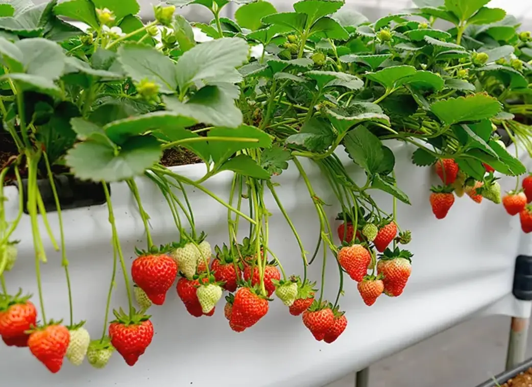 一日遊行程 一日遊行程