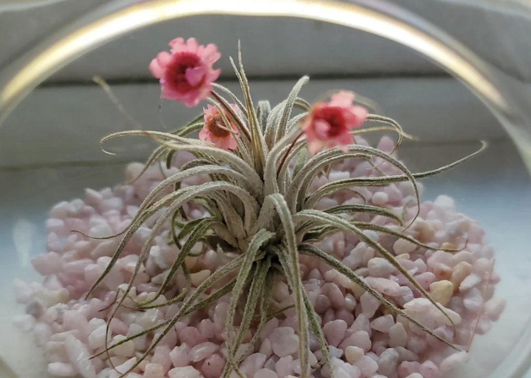 空氣鳳梨開花方法