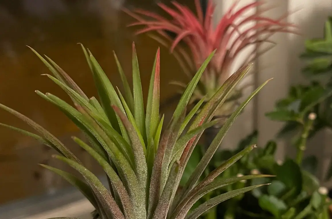 空氣鳳梨顏色變化