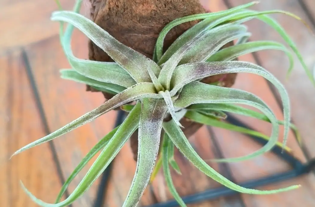 空氣草購買 空氣草購買