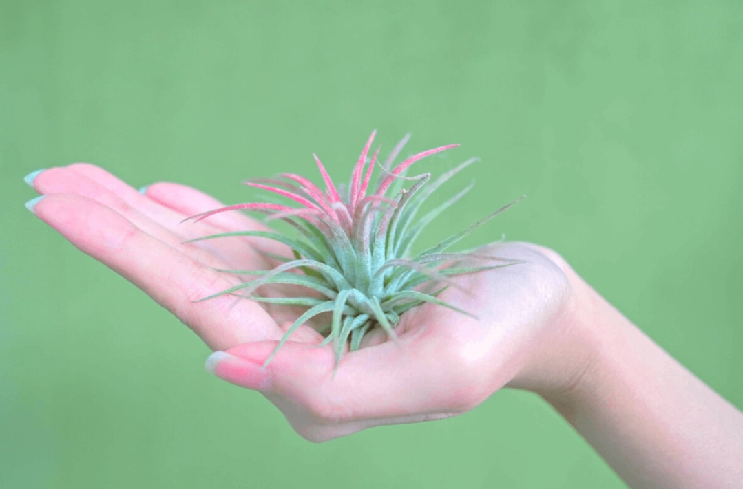 空氣草养护 空氣草养护