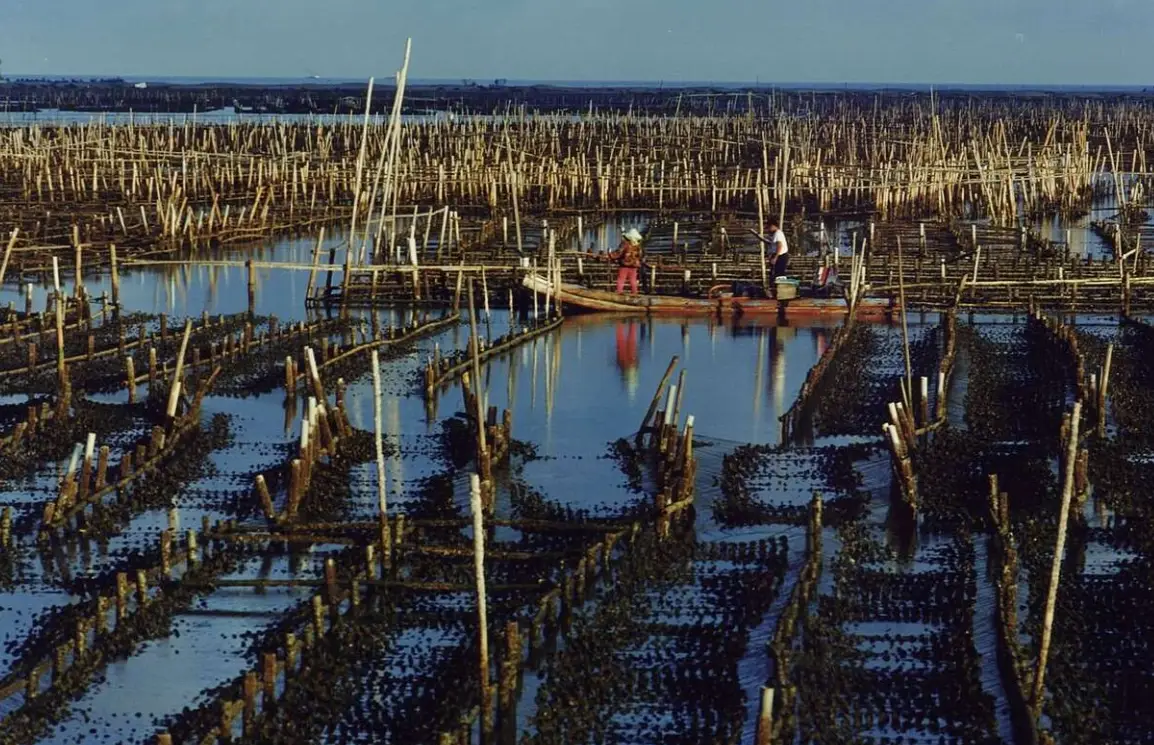 台南漁港旅遊 台南漁港旅遊