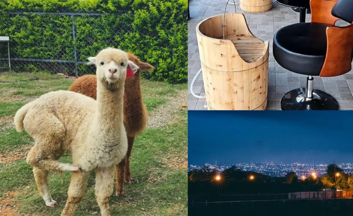 台中餵動物餐廳推薦｜親子必訪5大特色餐廳與實用攻略