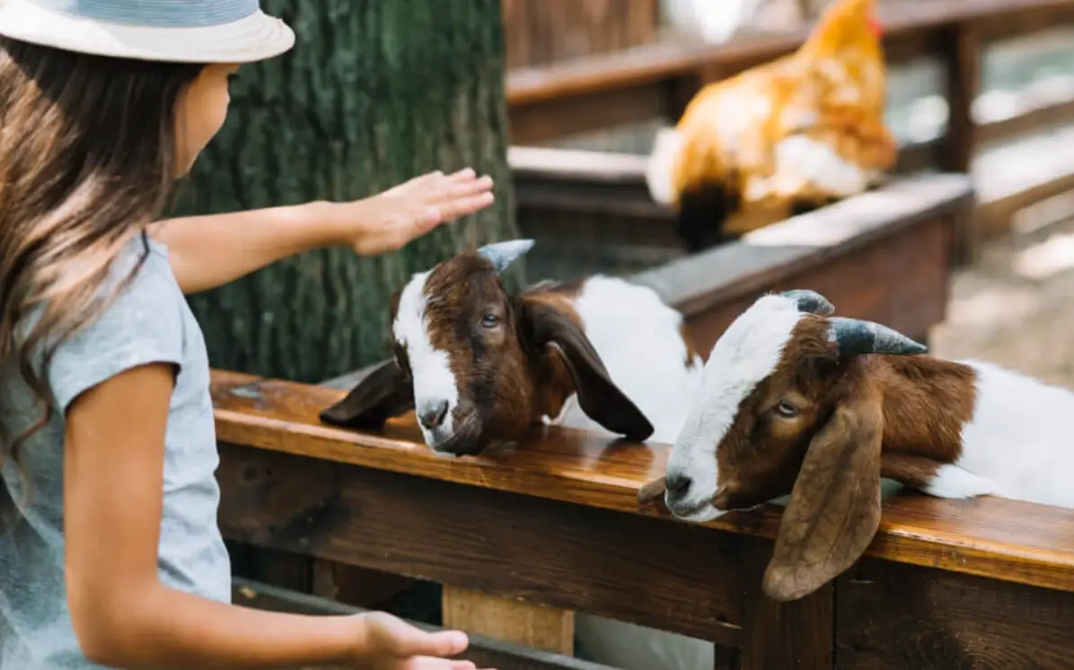 台中農場動物親子遊全攻略：景點推薦、行程規劃與實用貼士