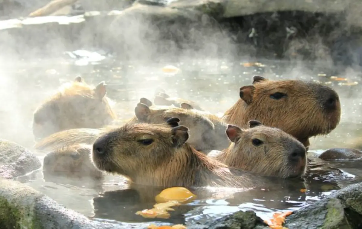 水豚咖啡廳推薦