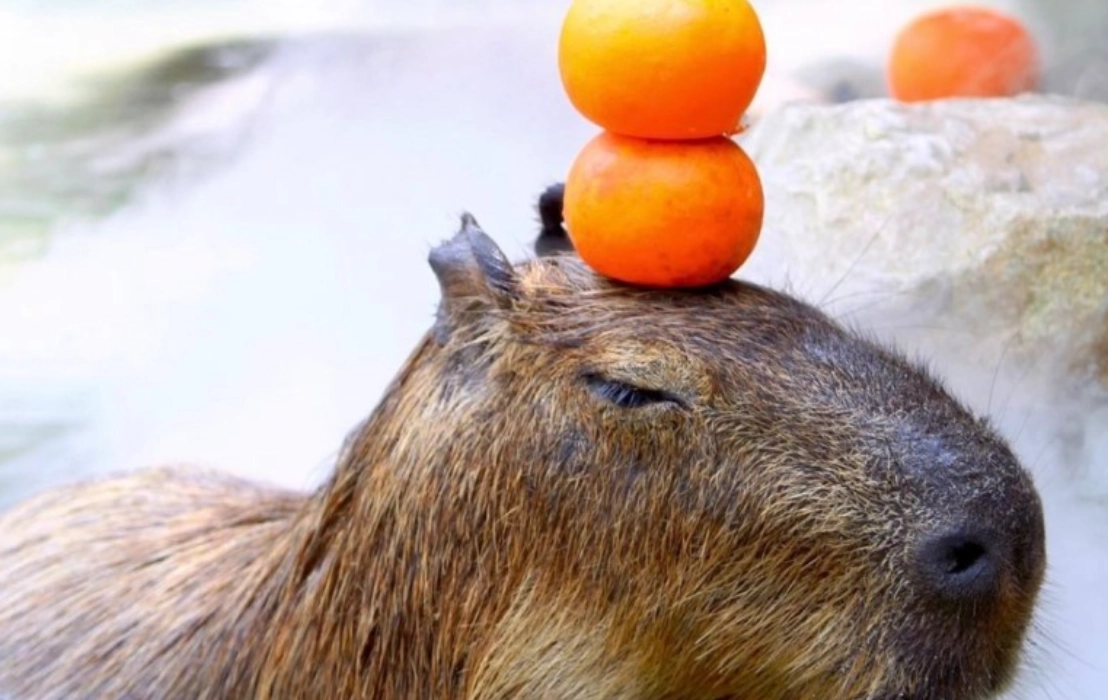 台中水豚景點全攻略：親近萌獸的必訪地點與實用指南
