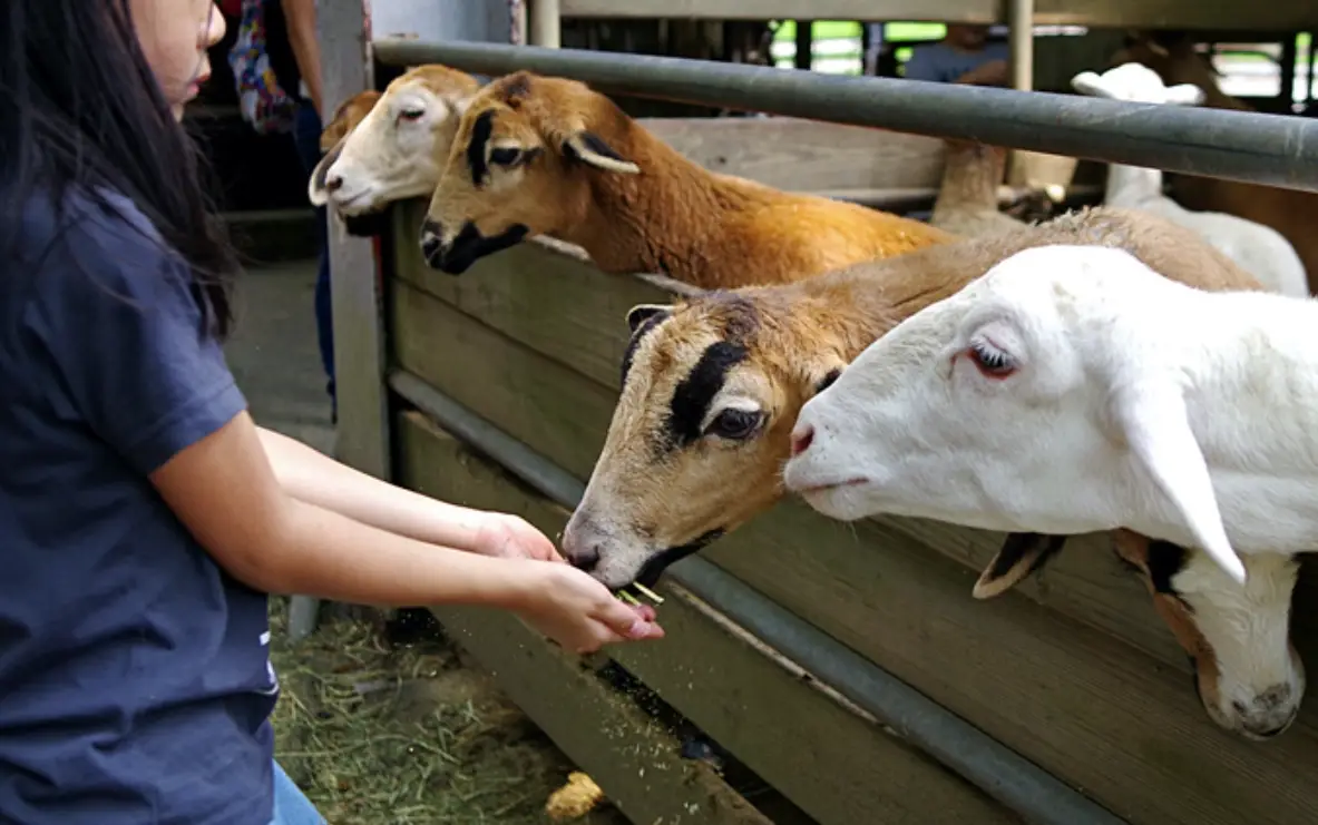 台中餵動物景點 台中餵動物景點