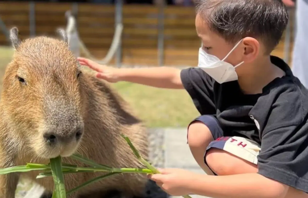 台中餵動物景點
