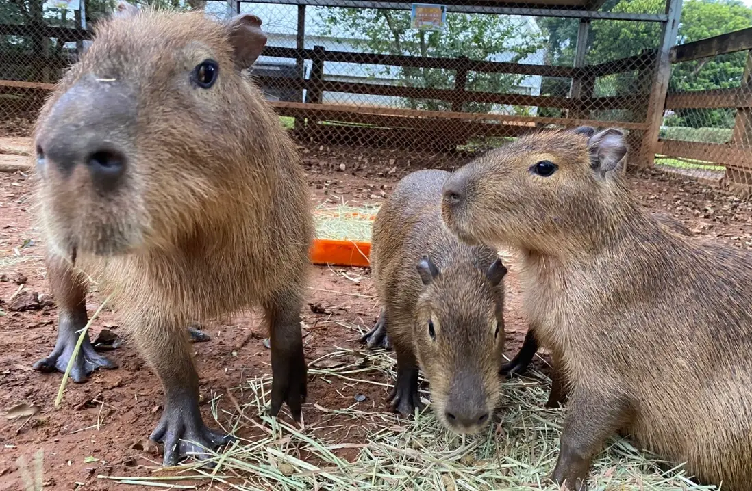 中部水豚農場全攻略：門票、交通、體驗與療癒時光