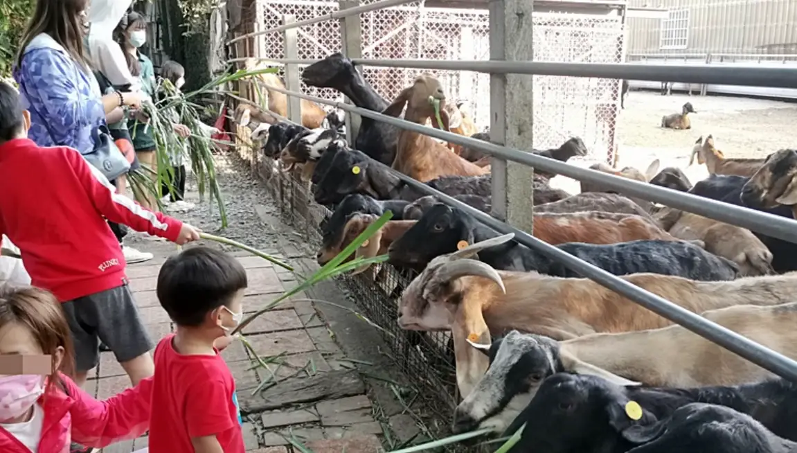 親子餵動物活動 親子餵動物活動