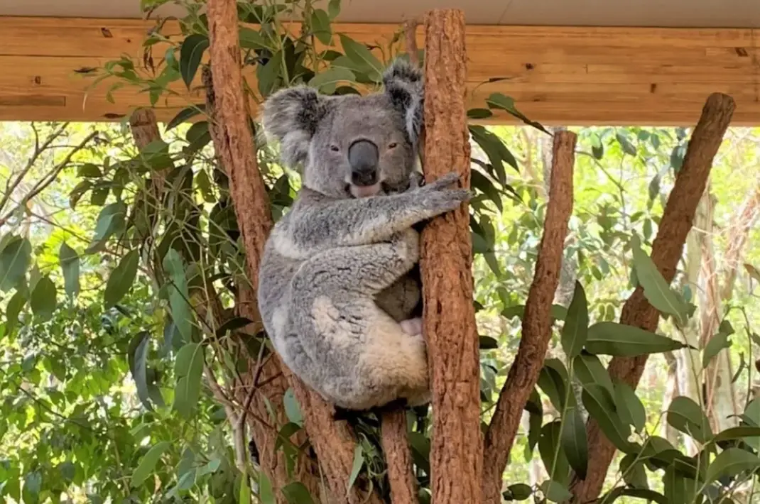 世界遺產澳洲 世界遺產澳洲