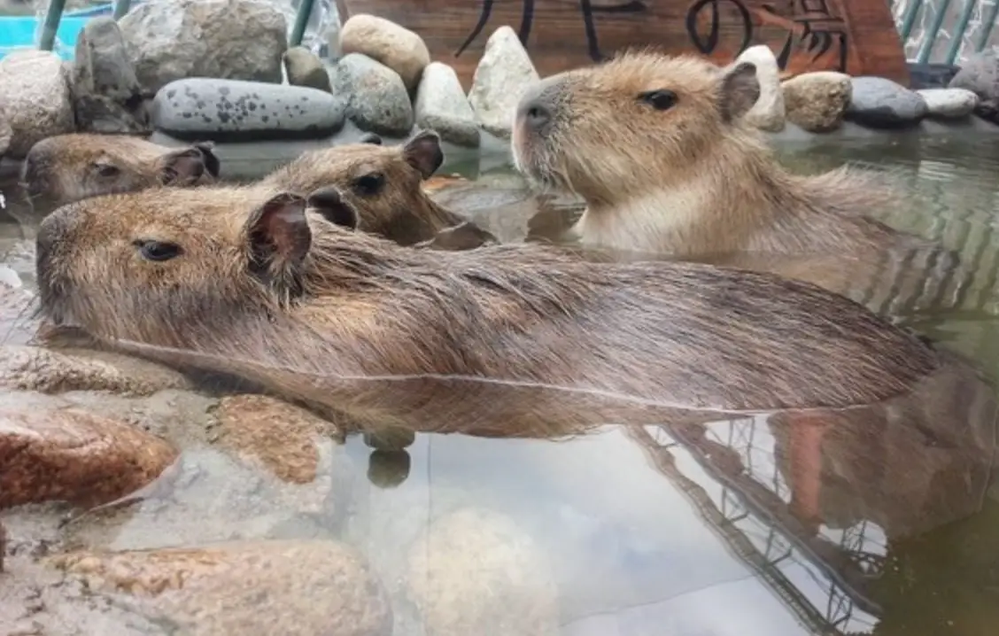 台中動物咖啡廳