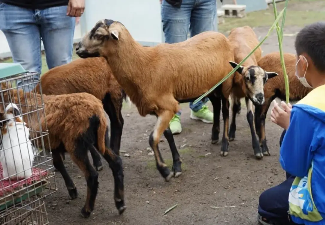 威爾斯的農場 體驗活動