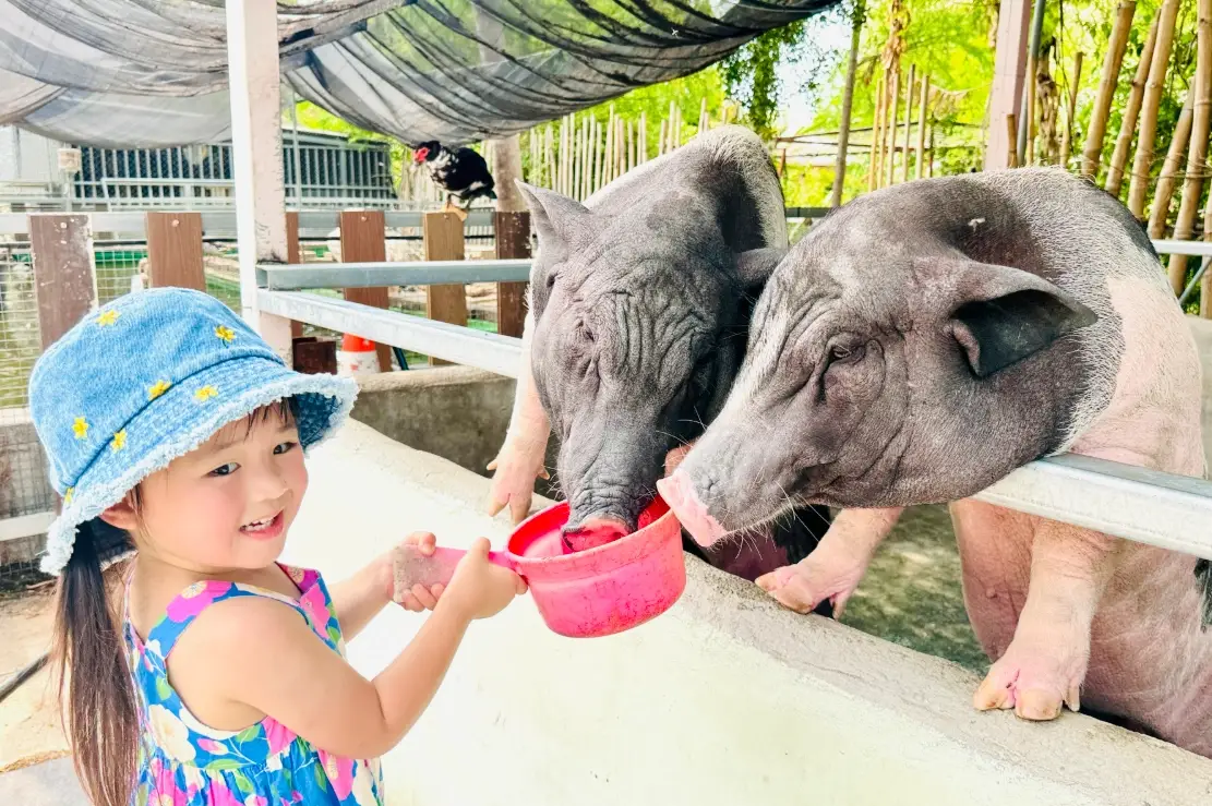 威爾斯的農場 體驗活動