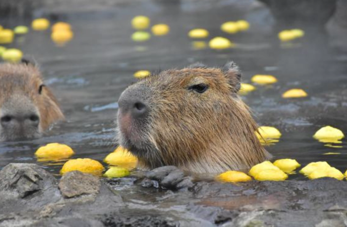 台中動物咖啡廳