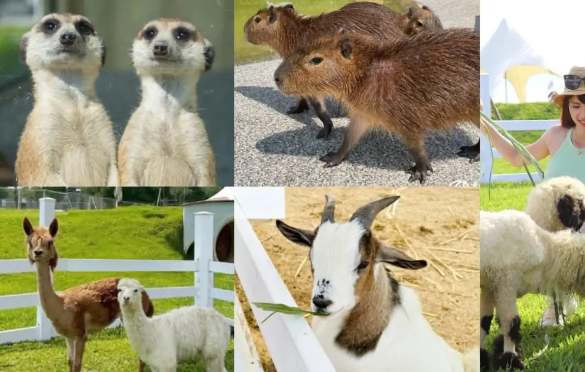 麗寶樂園農場 交通 麗寶樂園農場 交通