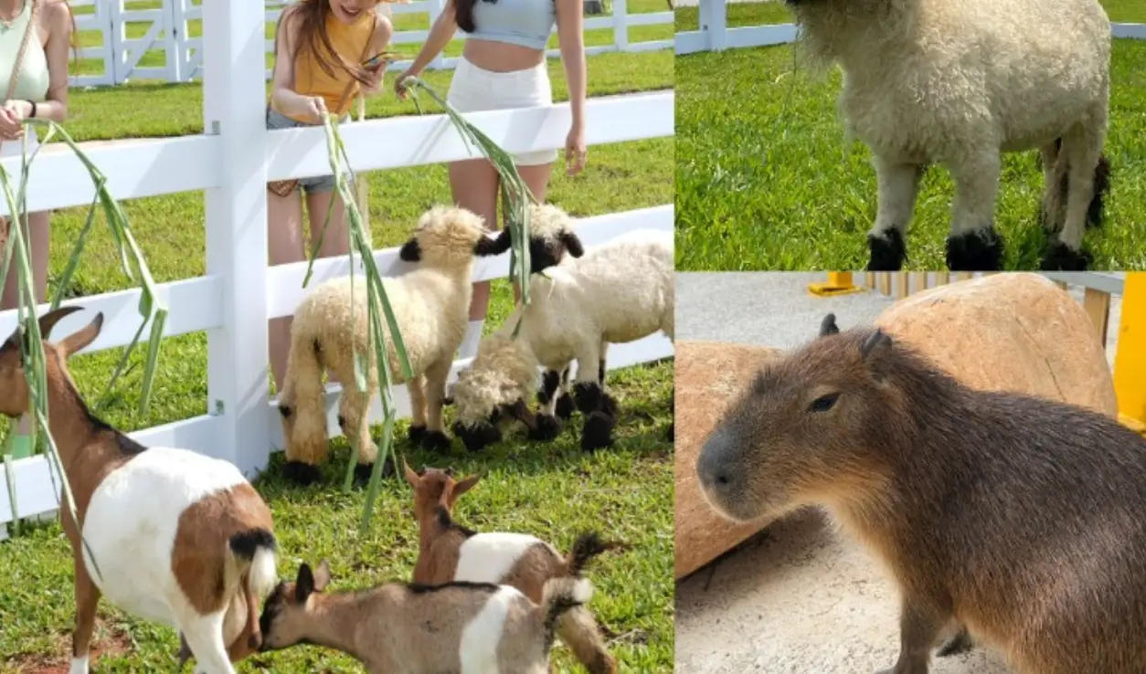 麗寶樂園農場 好玩嗎