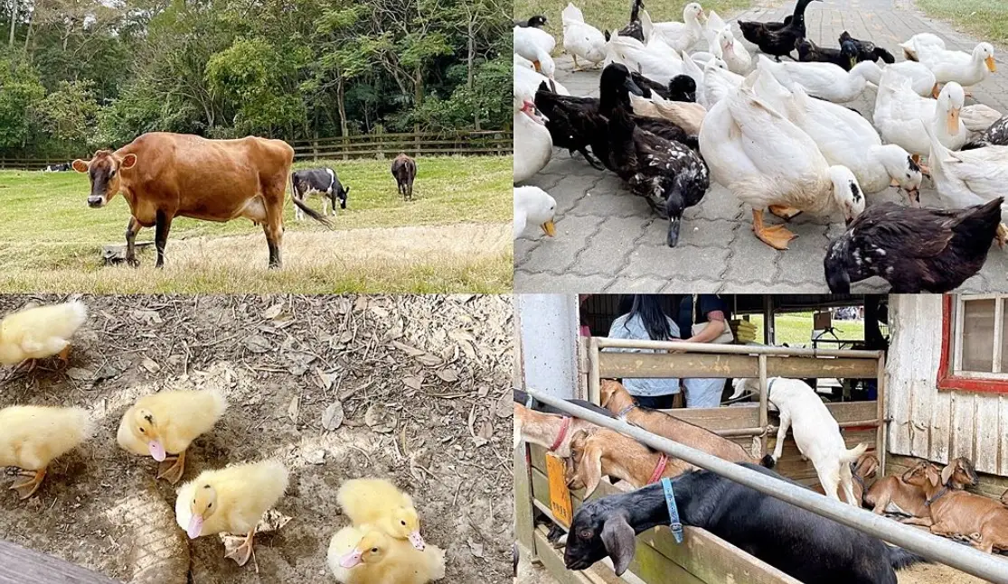 台灣中部動物景點