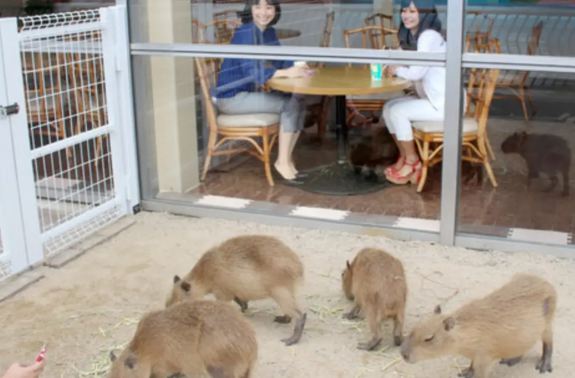 水豚咖啡廳推薦