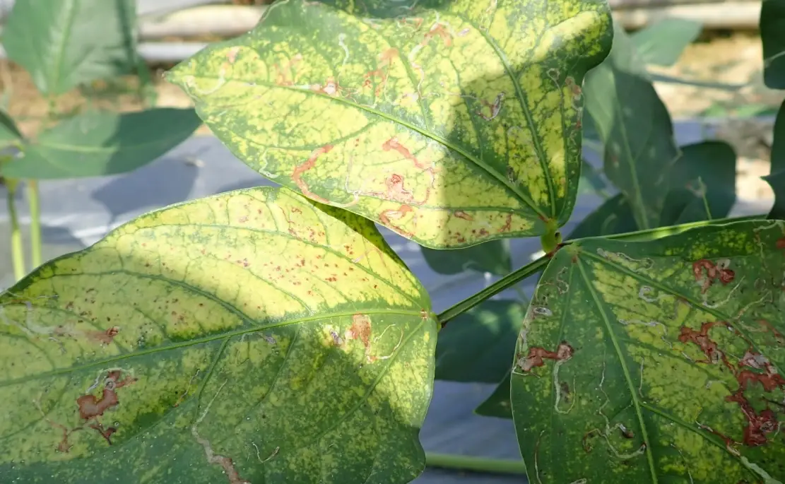 植物病蟲害防治全攻略：從預防到根治，拯救你的心愛植栽