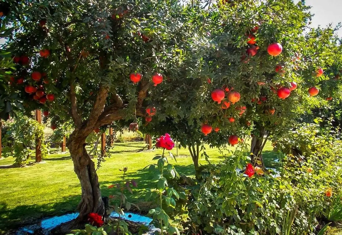 火榴樹根系養護全攻略：從新手到高手的關鍵技巧