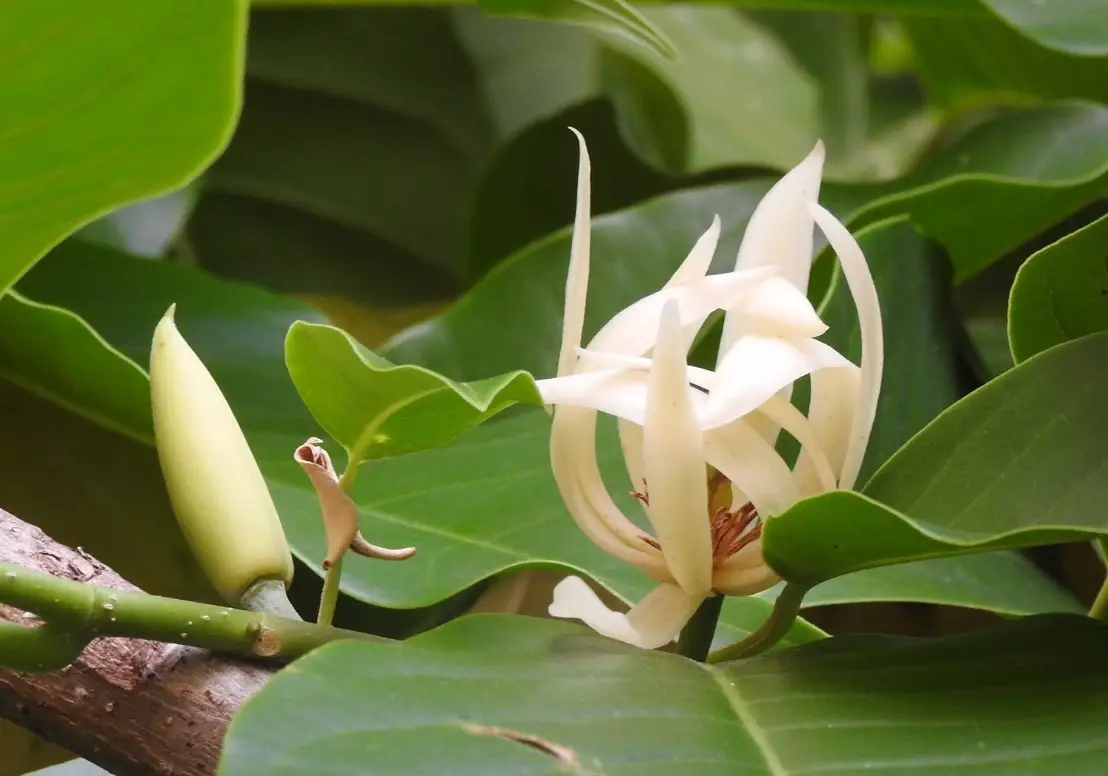 玉蘭花種植禁忌大全：避開7大地雷，新手也能花開滿枝