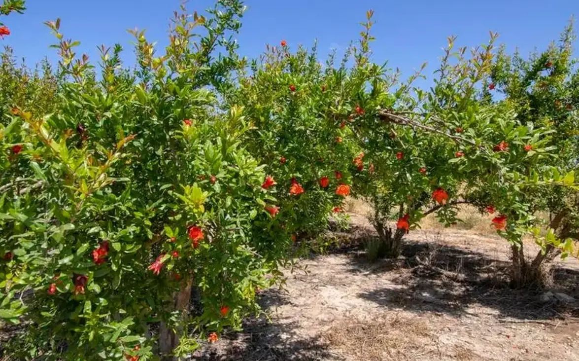 火榴樹根系修剪
