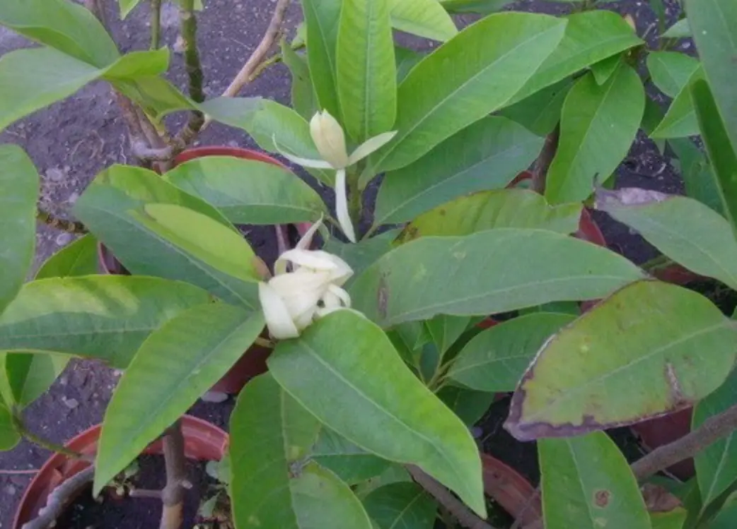 玉蘭花不開花原因 玉蘭花不開花原因