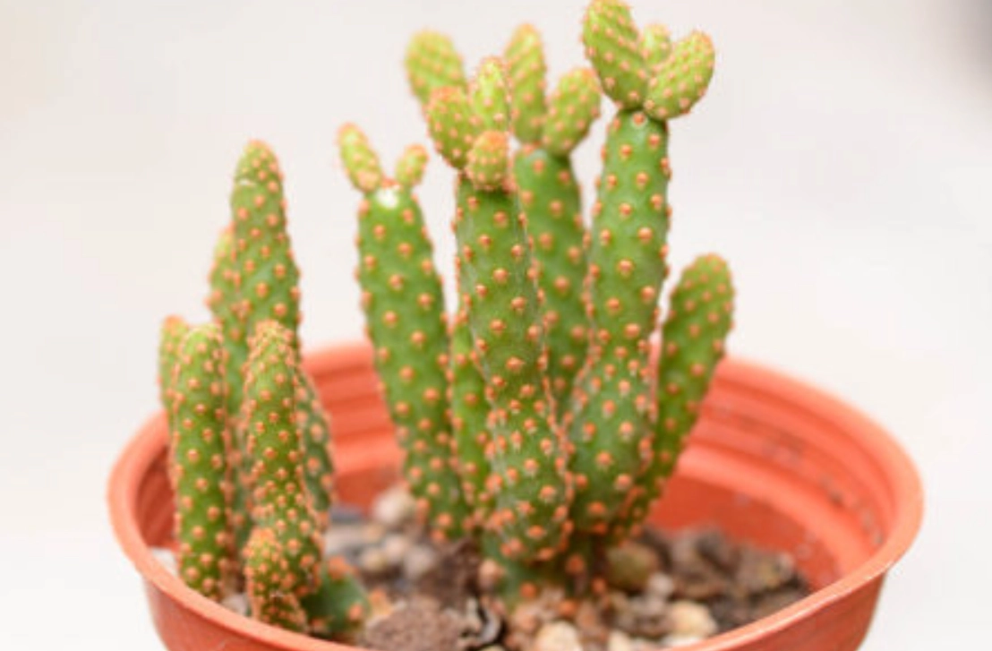 室內仙人掌