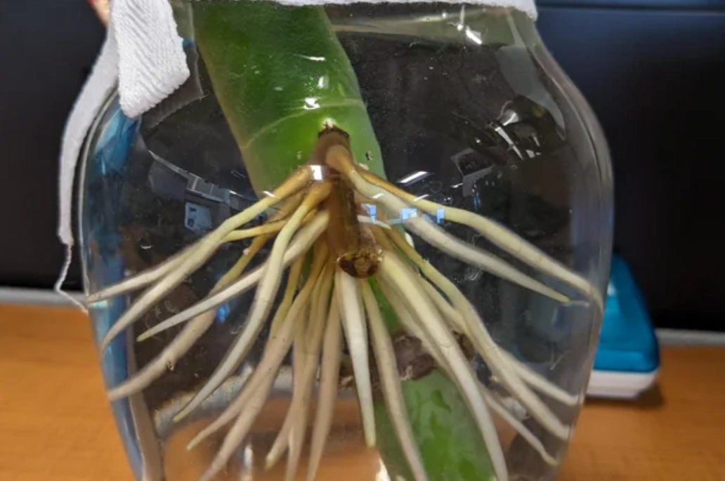 龜背芋分株完整指南：從時機到步驟，新手也能成功繁殖