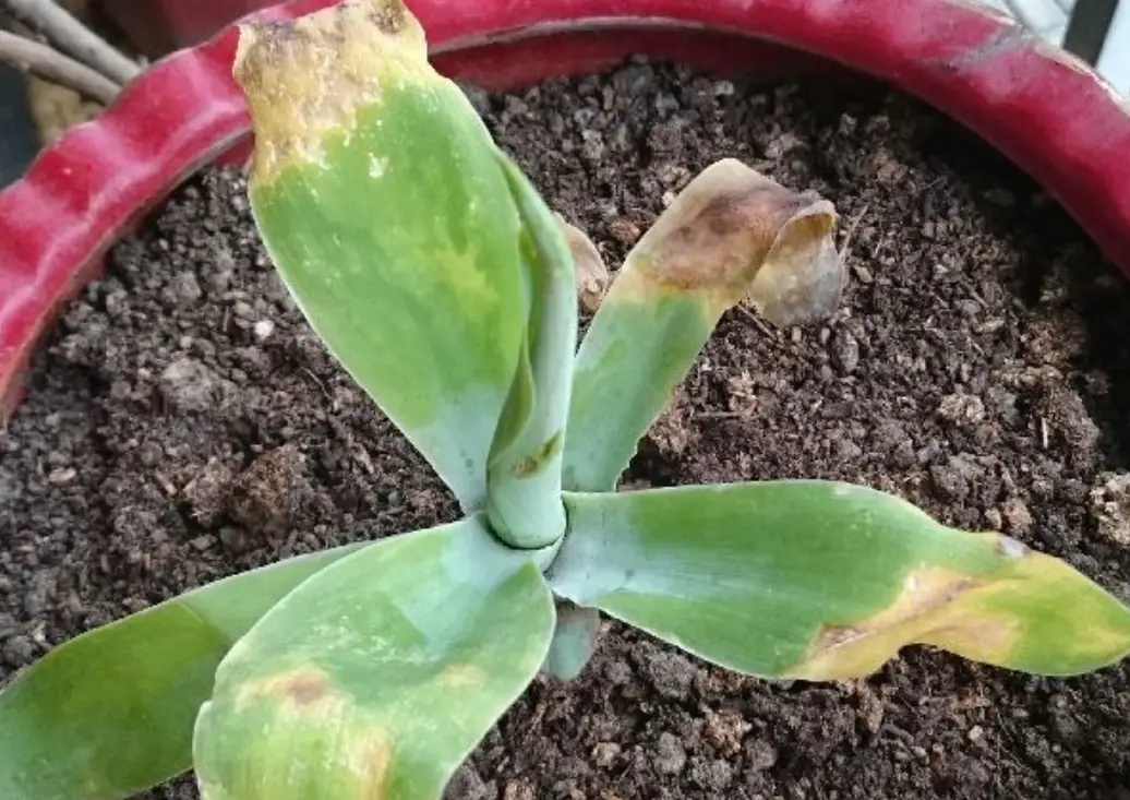 植物缺水急救指南：5步驟救活快枯死的盆栽，新手必看