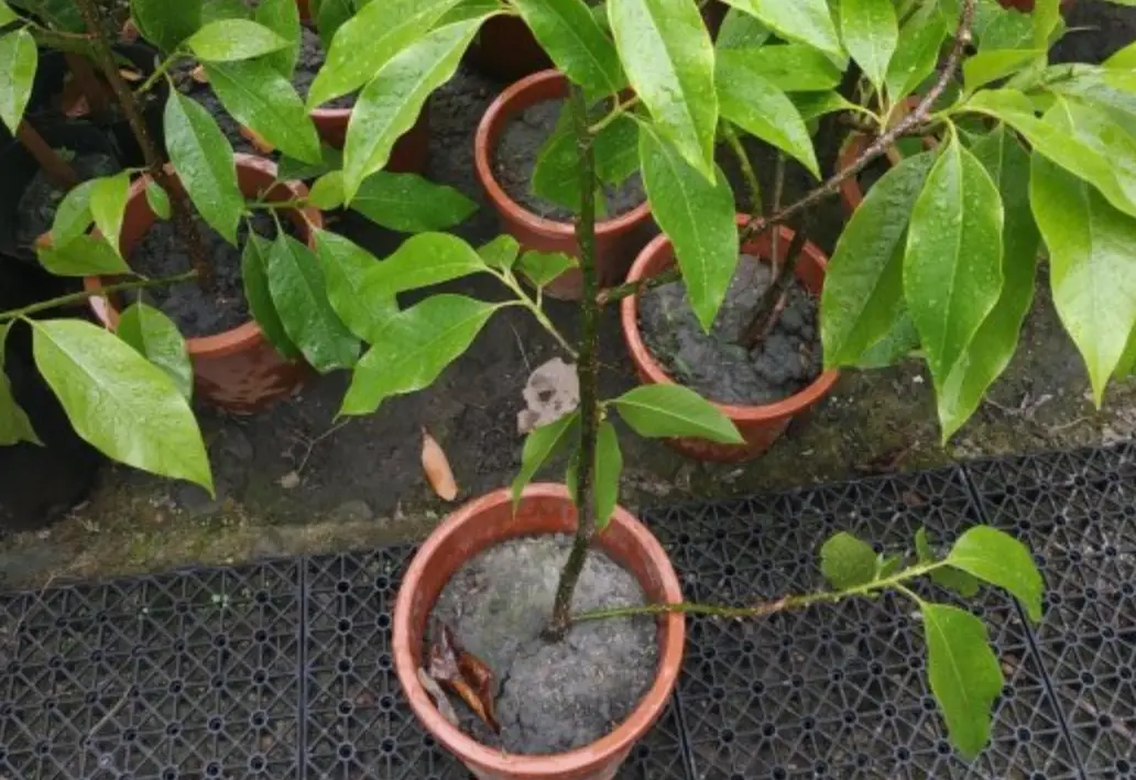 玉蘭花照顧方法 玉蘭花照顧方法