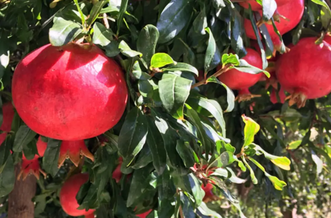 火榴樹盆栽根系管理