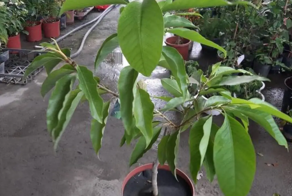 玉蘭花照顧方法 玉蘭花照顧方法