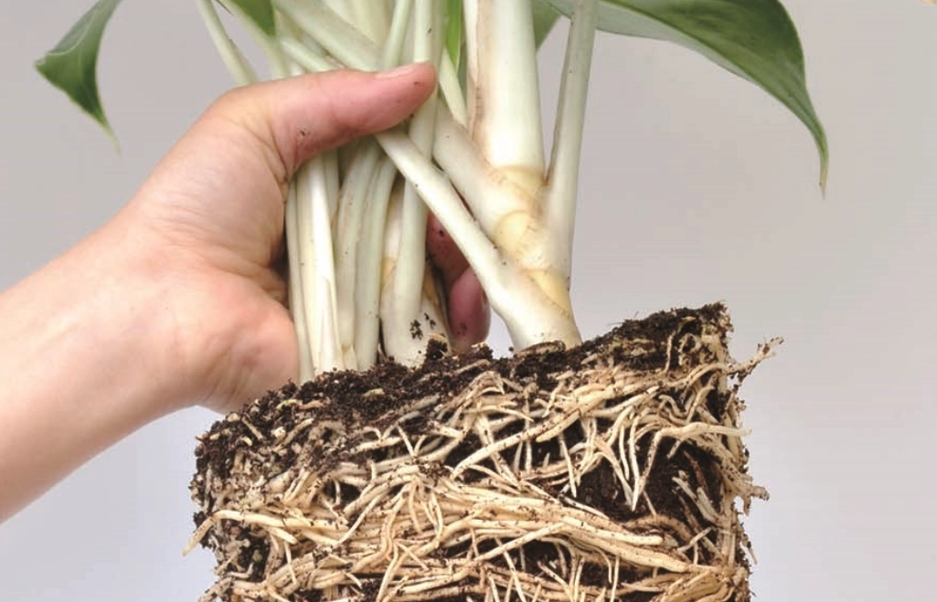 樹根不只是固定植物！深入解析樹根的關鍵作用與盆栽養護實戰