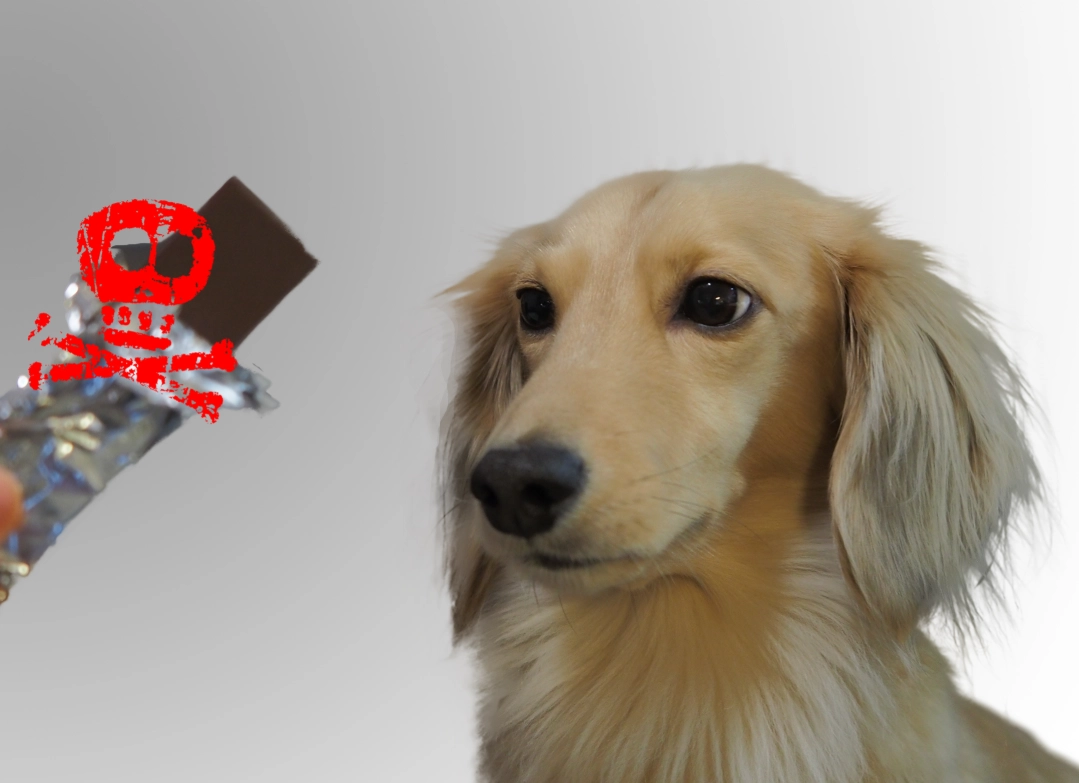 狗狗不能吃什麼？完整清單與誤區破解，獸醫教你守護毛孩