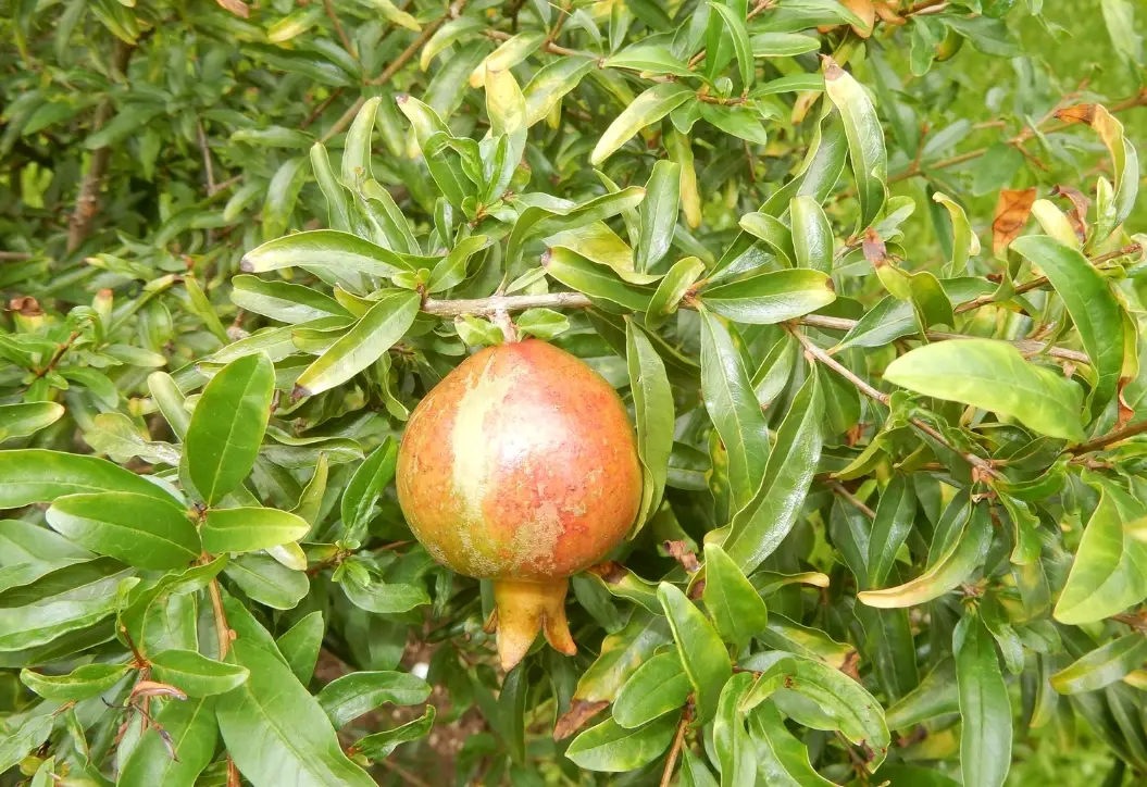 火榴樹盆栽根系管理