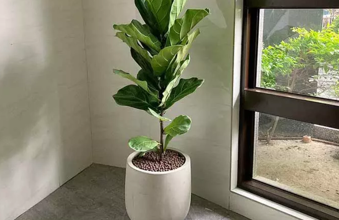 室內大型植物