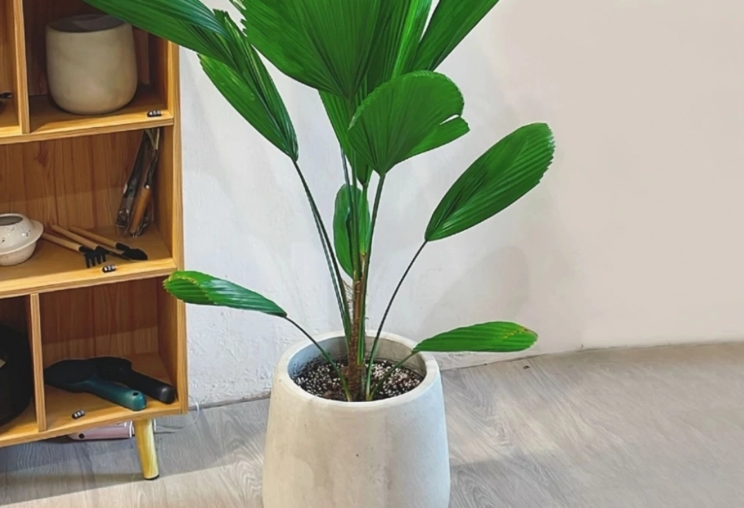 室內植物推薦