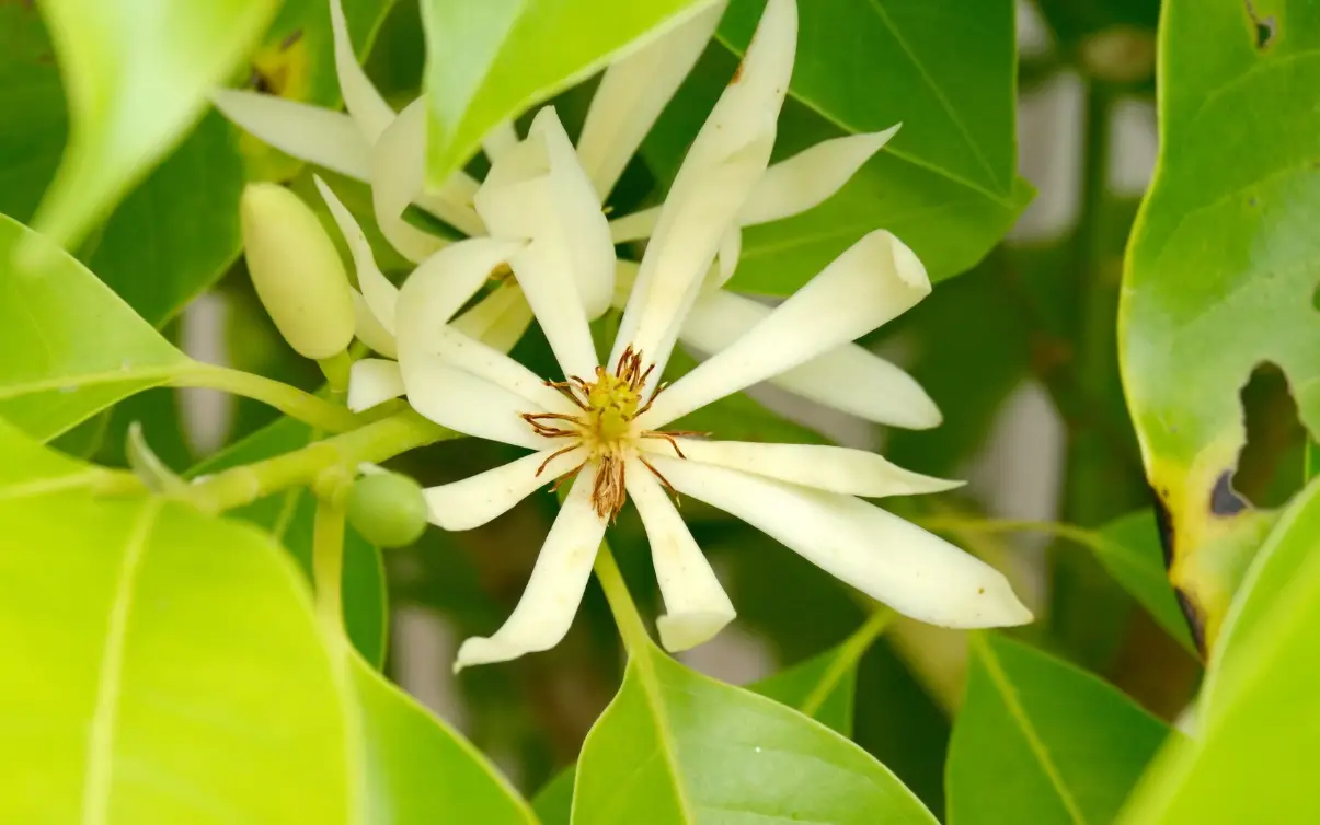 矮化玉蘭花品種