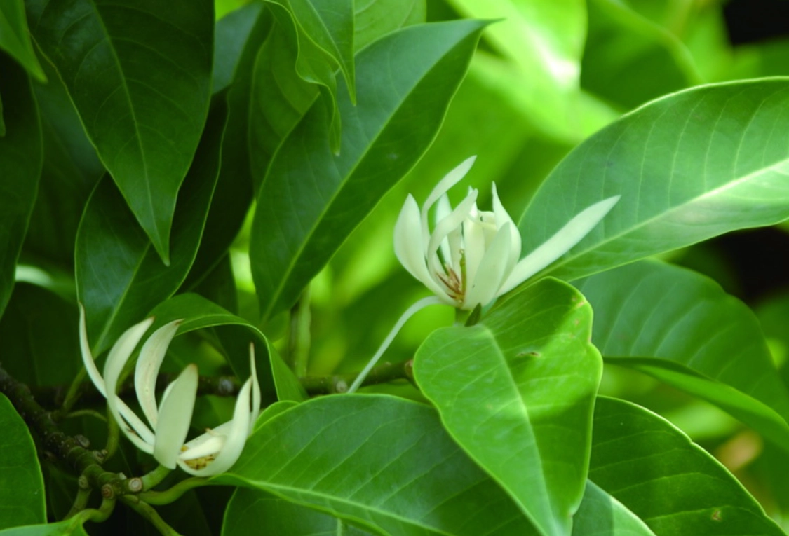 矮化玉蘭花品種