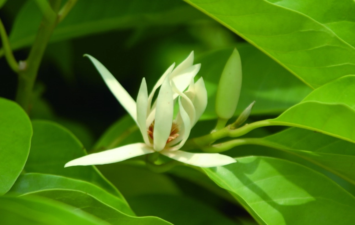 矮化玉蘭花品種