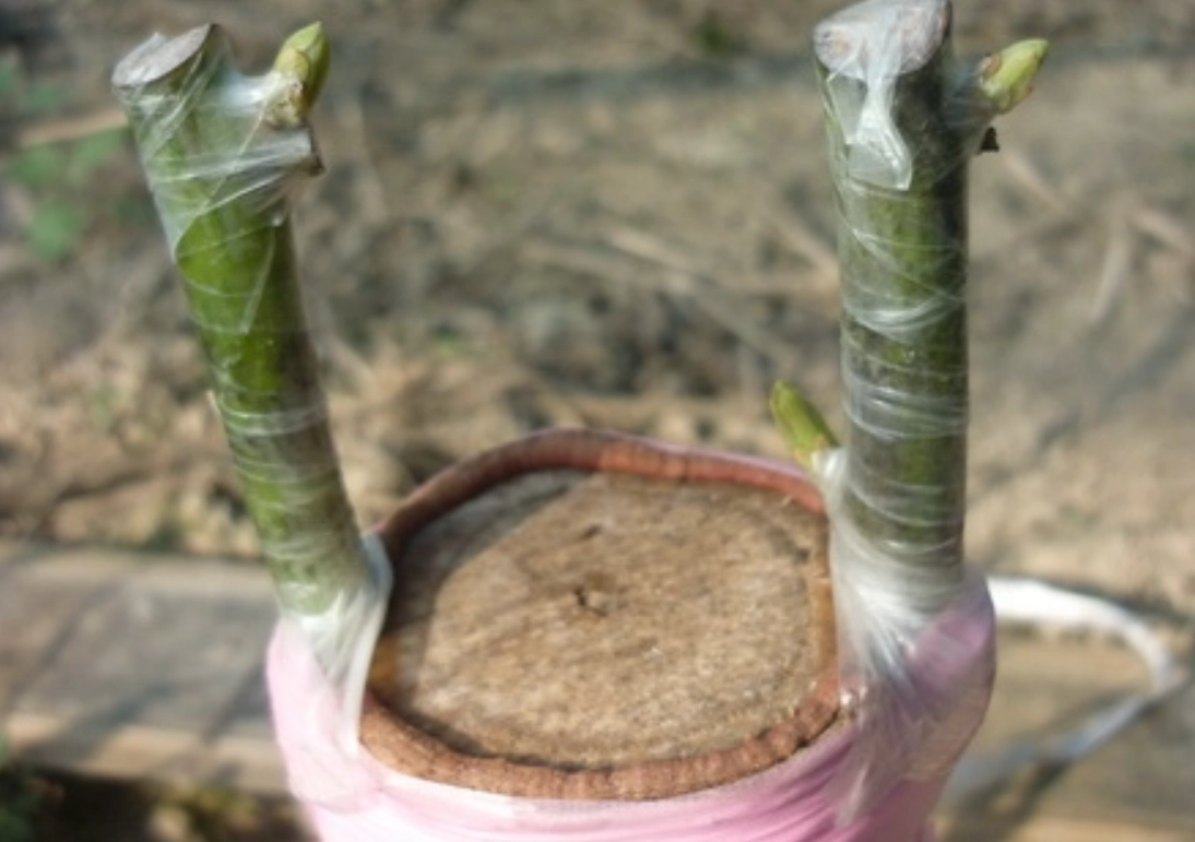 酪梨嫁接必學技術：掌握五大優點與實作步驟一次看