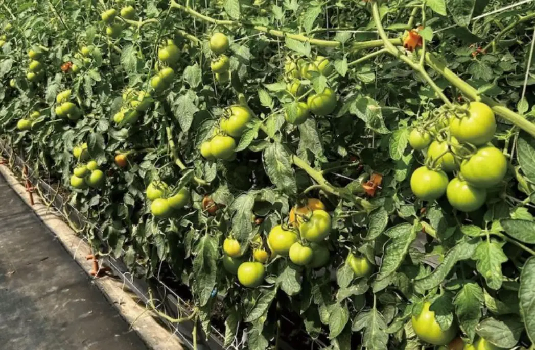 大番茄種植全攻略：從選種到收成的實用技巧與常見問題解答